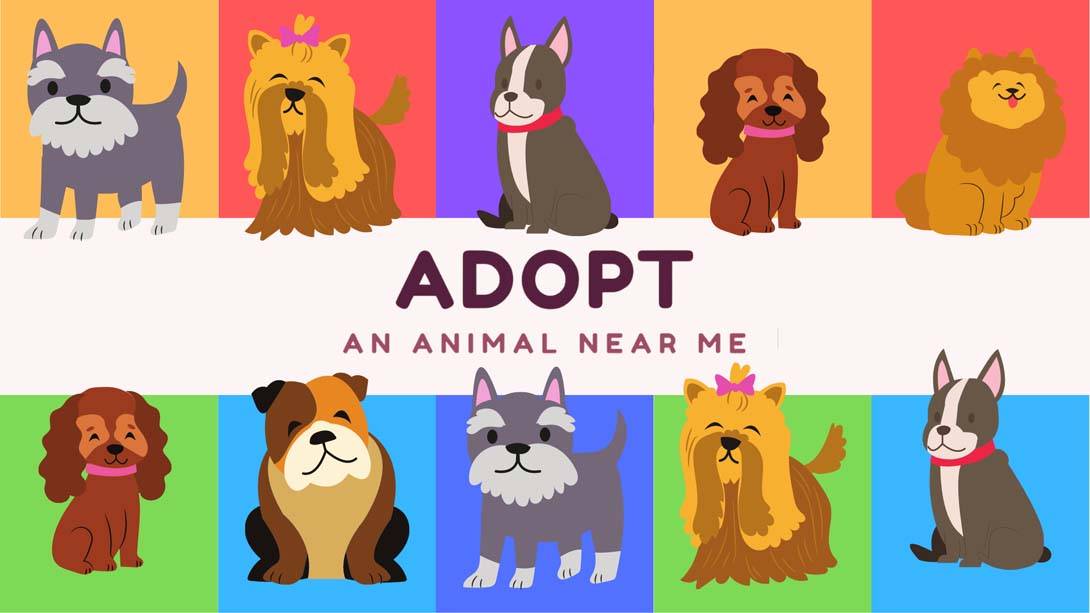 在我附近收养一只动物 Adopt an animal near me